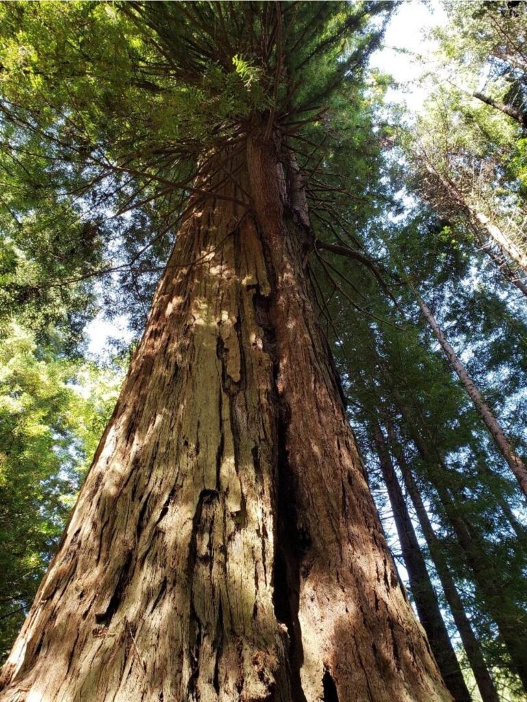 giant tree at redwood national forest