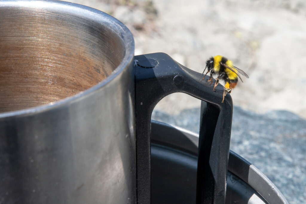 bee on kettle over campfire
