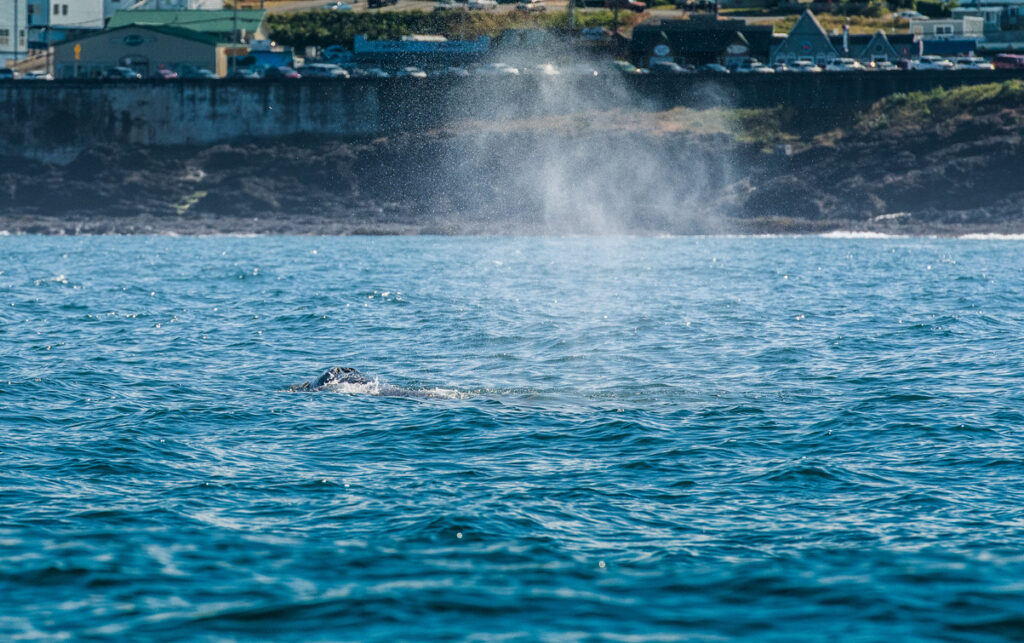 blow hole gray whale
