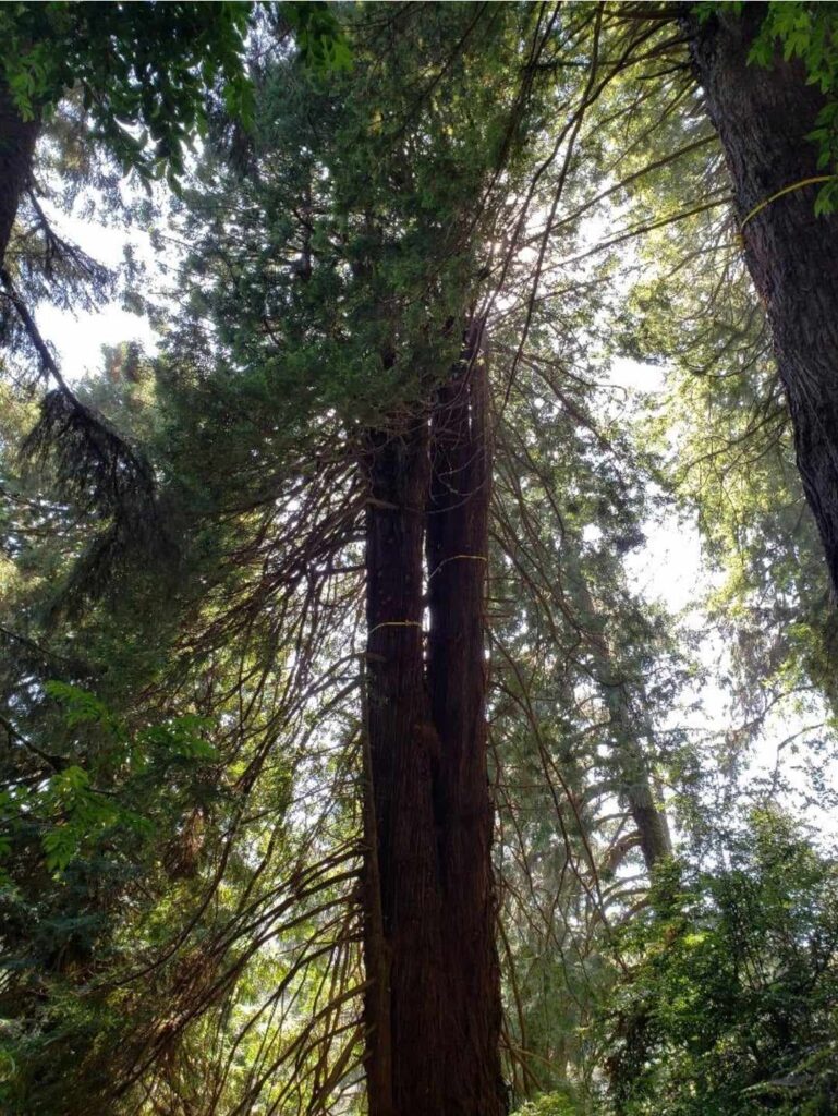 dual redwood tree
